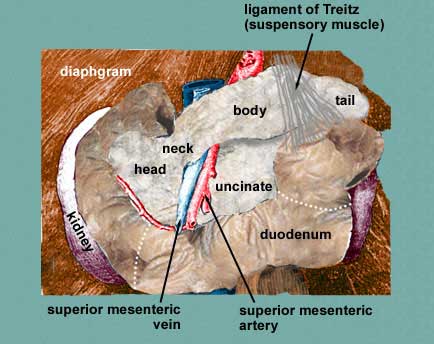 Ligament Of Treitz Cadaver