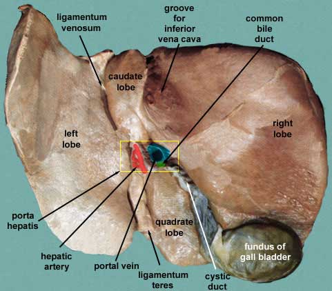 sagittal fissure