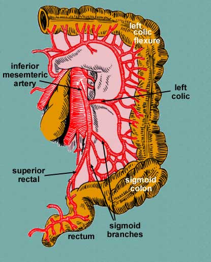 Superior & Inferior Mesentery Arteries